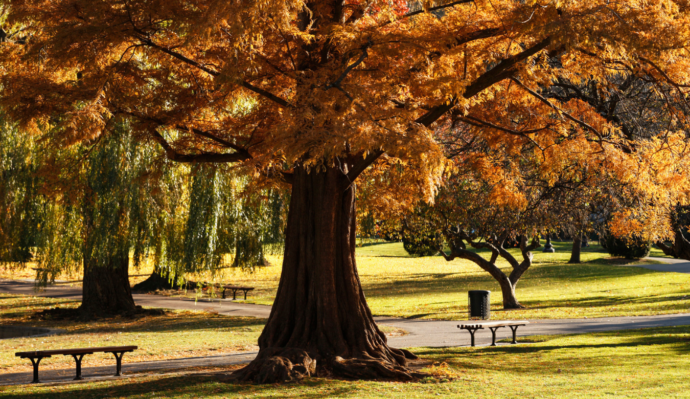 Autumnal tree in public gardens